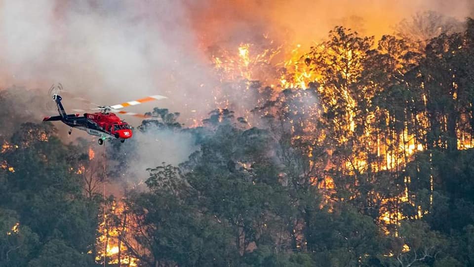 Video&Foto Specialiști: 500 de milioane de animale au murit arse în incendiile din Australia