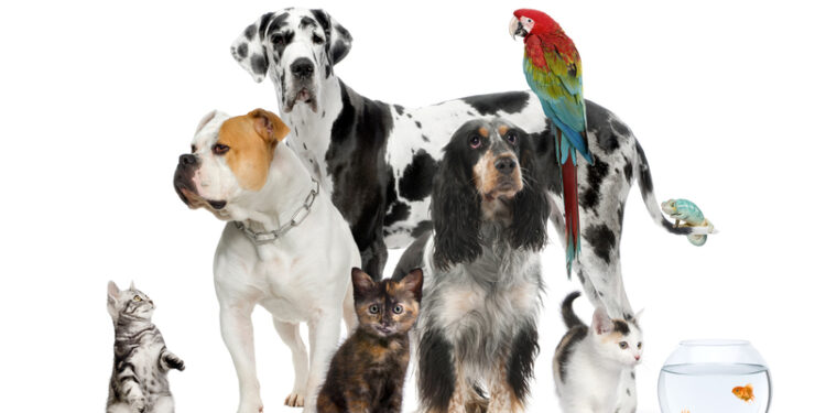 Grecia aprobă noua lege a animalelor de companie: sunt interzise abandonul, abuzul, rănirea sau otrăvirea