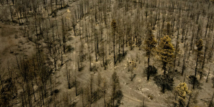 A început reîmpădurirea insulei Evia, după incendiile din vară, care au distrus 40.000 de hectare de vegetație