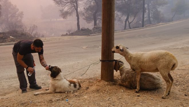 Iadul de foc din Attica – Imagini înfiorătoare de la incendiul din Parnitha