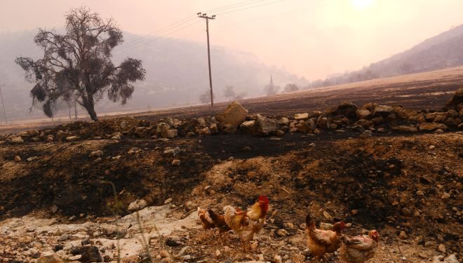 Iadul de foc din Attica – Imagini înfiorătoare de la incendiul din Parnitha