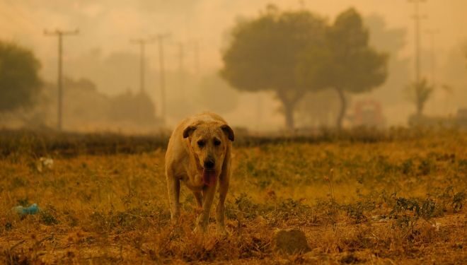 Iadul de foc din Attica – Imagini înfiorătoare de la incendiul din Parnitha
